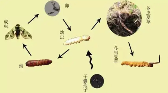 野生虫草功效