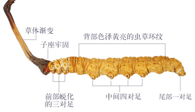 冬虫夏草作用