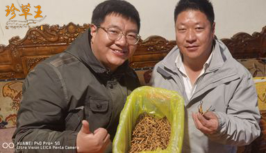 虫草怎么选
